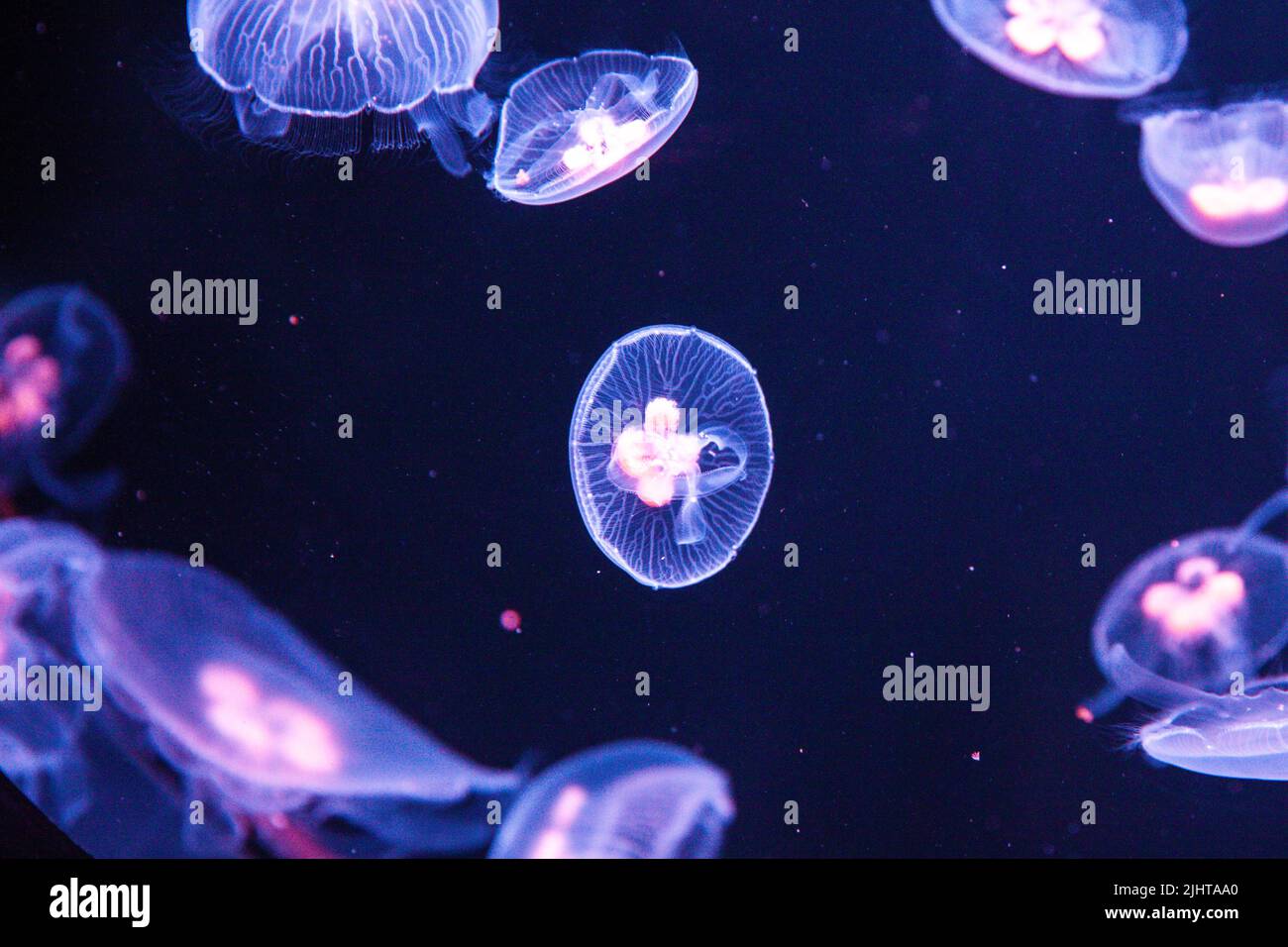 le méduse est si beau et merveilleux Banque D'Images