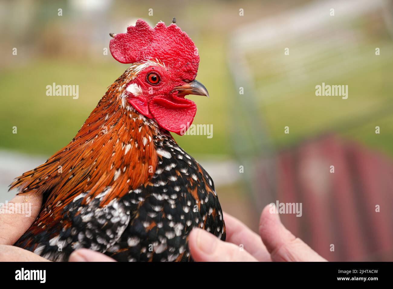 Petit coq de poulet bantam avec peigne rouge vif, gros plan avec plumes à la main Banque D'Images