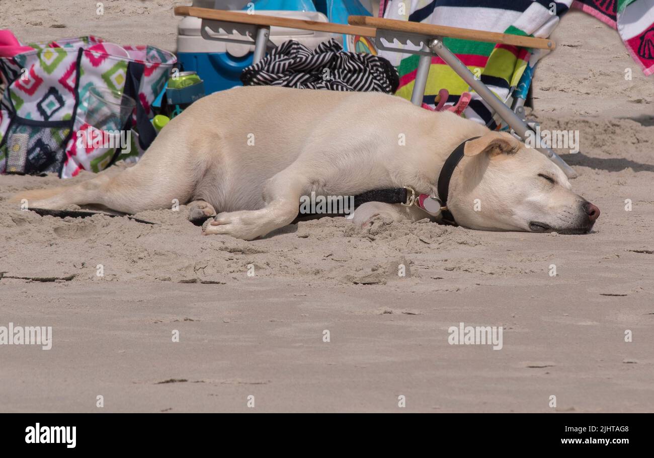 Un laboratoire jaune dormant sous la lumière du soleil à la plage d'Emerald Isle, Caroline du Nord Banque D'Images Un laboratoire jaune dormant sous la lumière du soleil à la plage d'Emerald Isle, Caroline du Nord Banque D'Images