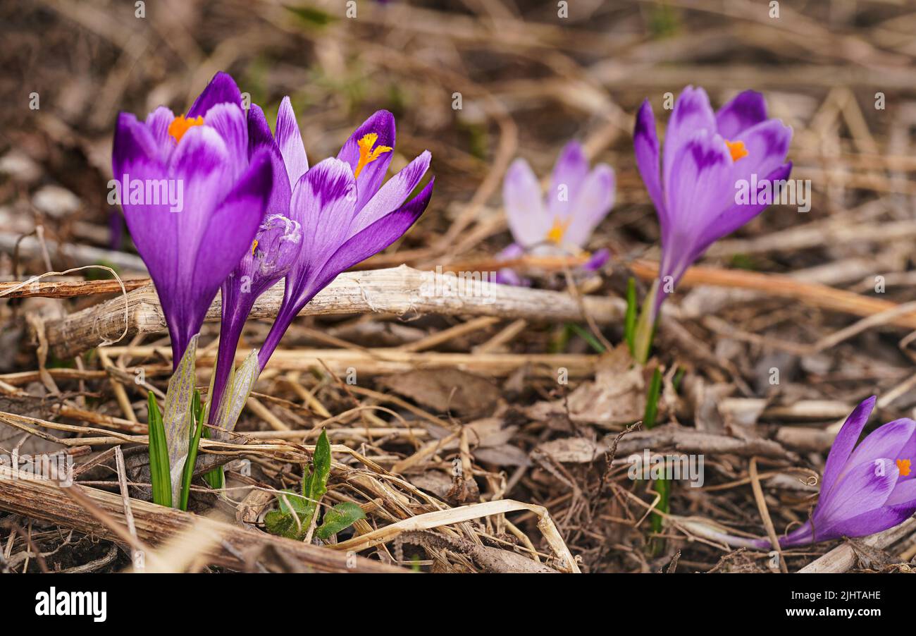 Iris violet et jaune sauvage Crocus heuffelianus fleurs croissant à l'ombre, herbe sèche et feuilles autour Banque D'Images