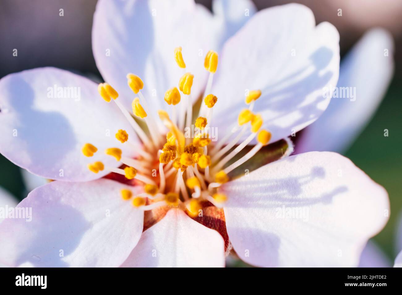 Fleur d'amande. Parc Quinta de los Molinos. Madrid, Comunidad de Madrid, Espagne, Europe Banque D'Images