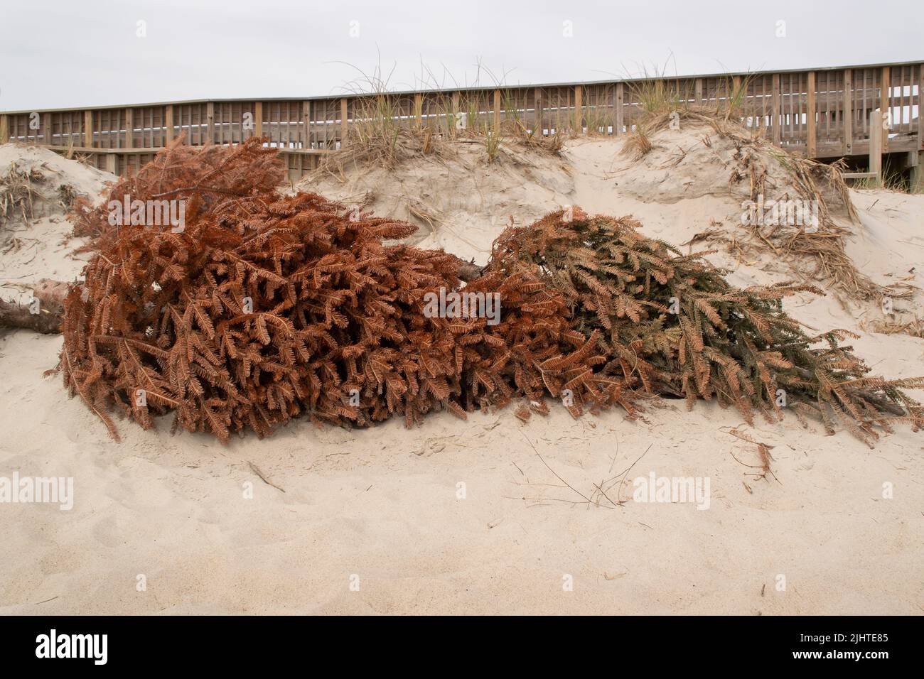 Un gros plan des arbres de Noël utilisés sur les dunes de sable à Emerald Isle, en Caroline du Nord Banque D'Images Un gros plan des arbres de Noël utilisés sur les dunes de sable à Emerald Isle, en Caroline du Nord Banque D'Images