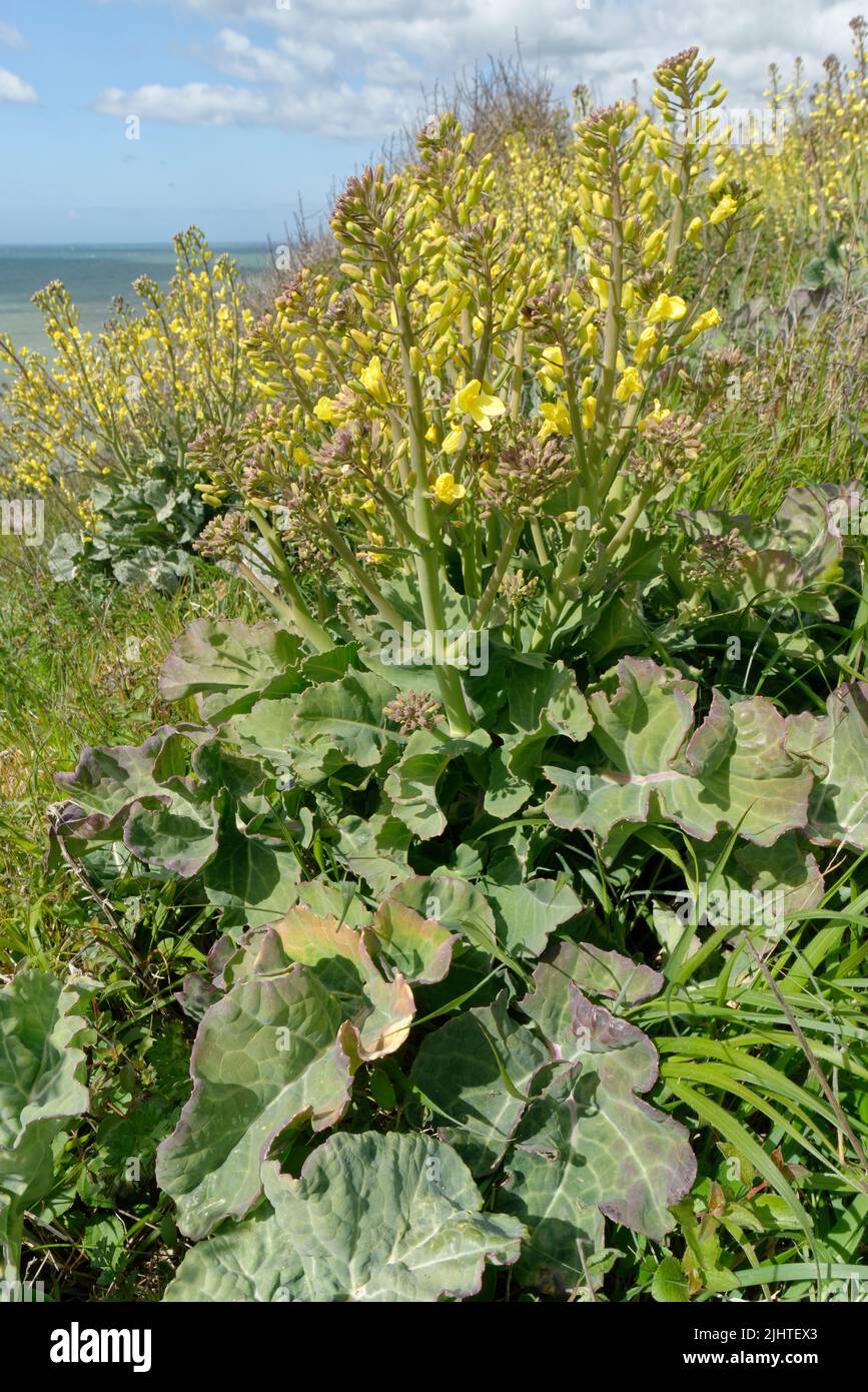 Les touffes de chou de mer (Brassica oleracea var. Oleracea) fleurissent sur le sommet de la falaise côtière, Durlston Country Park, Dorset, Royaume-Uni, mai. Banque D'Images