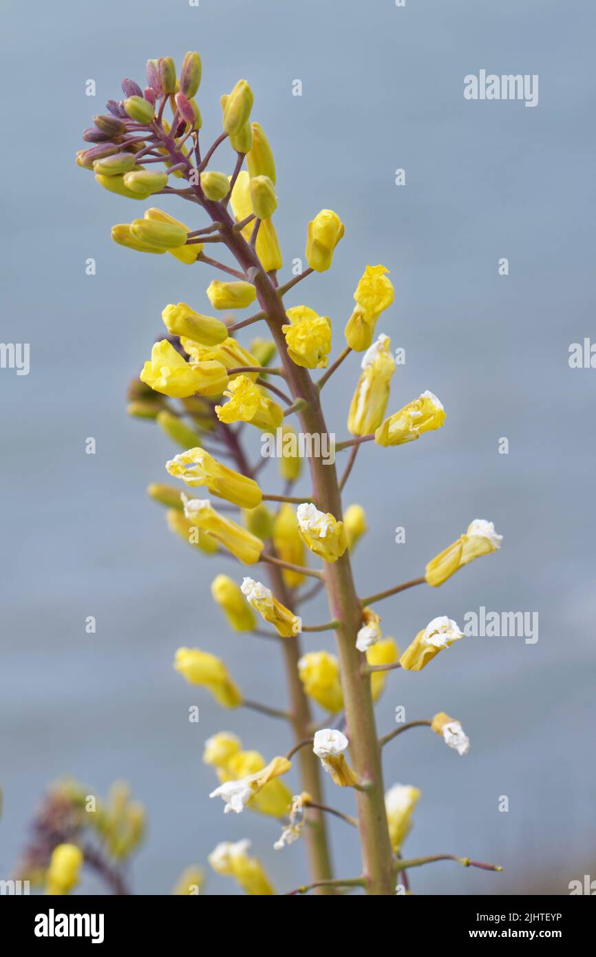 Gros plan sur les fleurs de chou de mer (Brassica oleracea var. Oleracea), Dorset, Royaume-Uni, mai. Banque D'Images