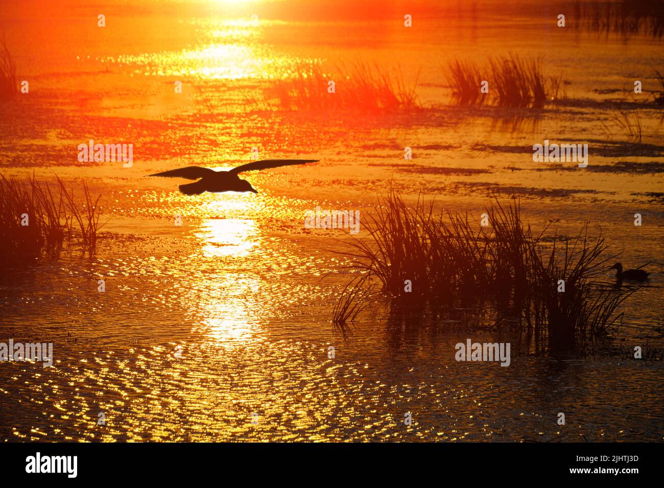 Lumière réfléchie coucher de soleil lumineux dans le lac contre la silhouette noire volant mouette Banque D'Images