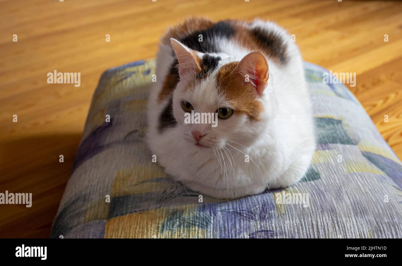 un joli chat tricolore chubby repose sur un oreiller en gros plan Banque D'Images