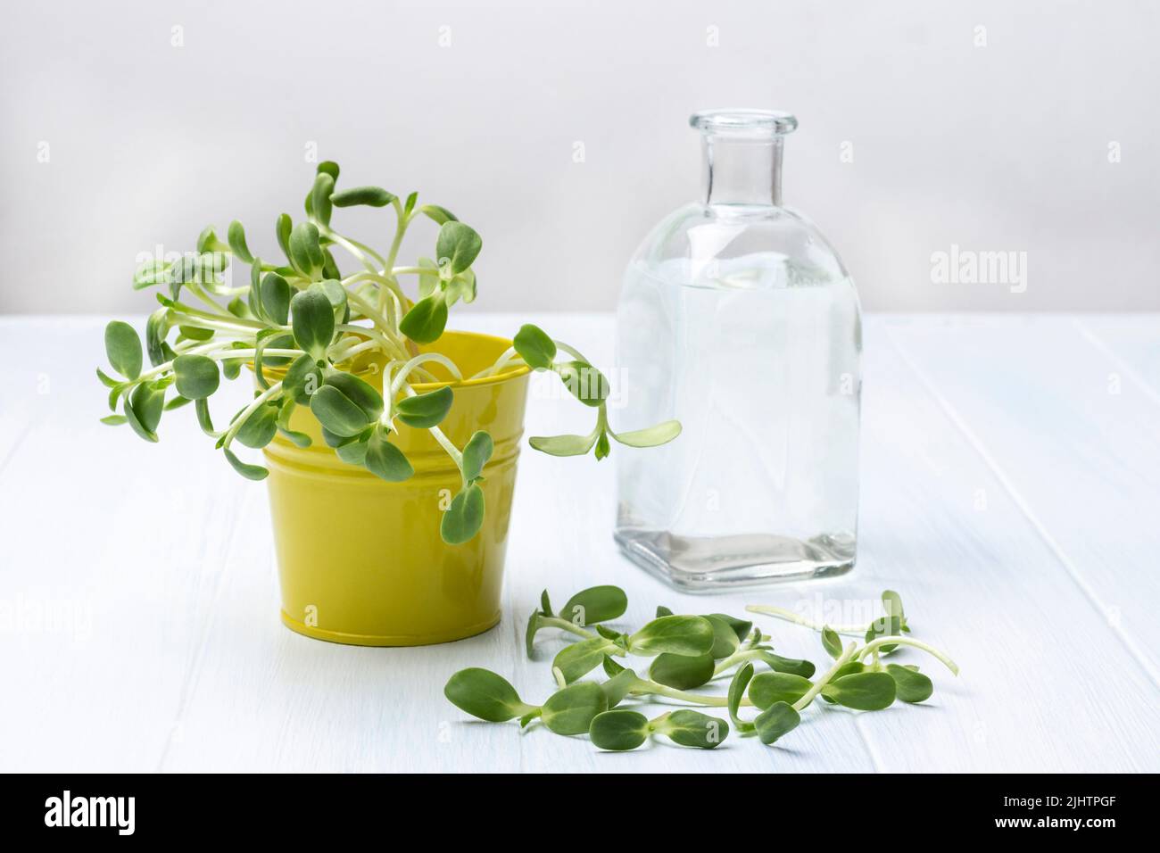 Pousses de tournesol dans un seau jaune et sur la table. Bouteille d'eau. Arrière-plan blanc. Vue de dessus Banque D'Images