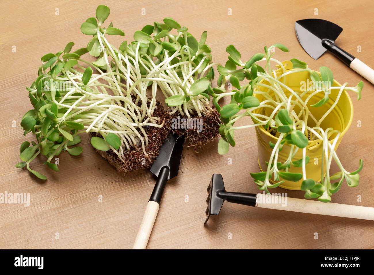 Pousses de tournesol avec racines sur la table. Pousses de tournesol dans un seau jaune. Outils de jardin sur table. Arrière-plan marron. Banque D'Images