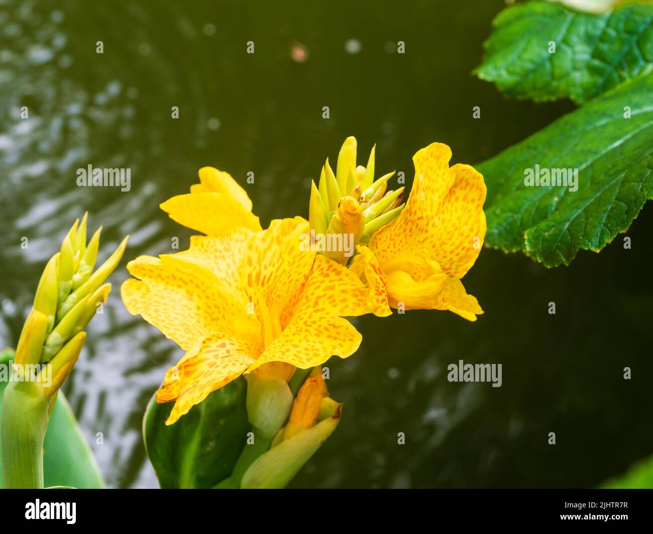 Fleurs jaunes tachetées rouges de la série heureuse Canna 'Emily' croissant comme un milieu aquatique marginal à moitié robuste dans un petit étang de jardin du Royaume-Uni Banque D'Images