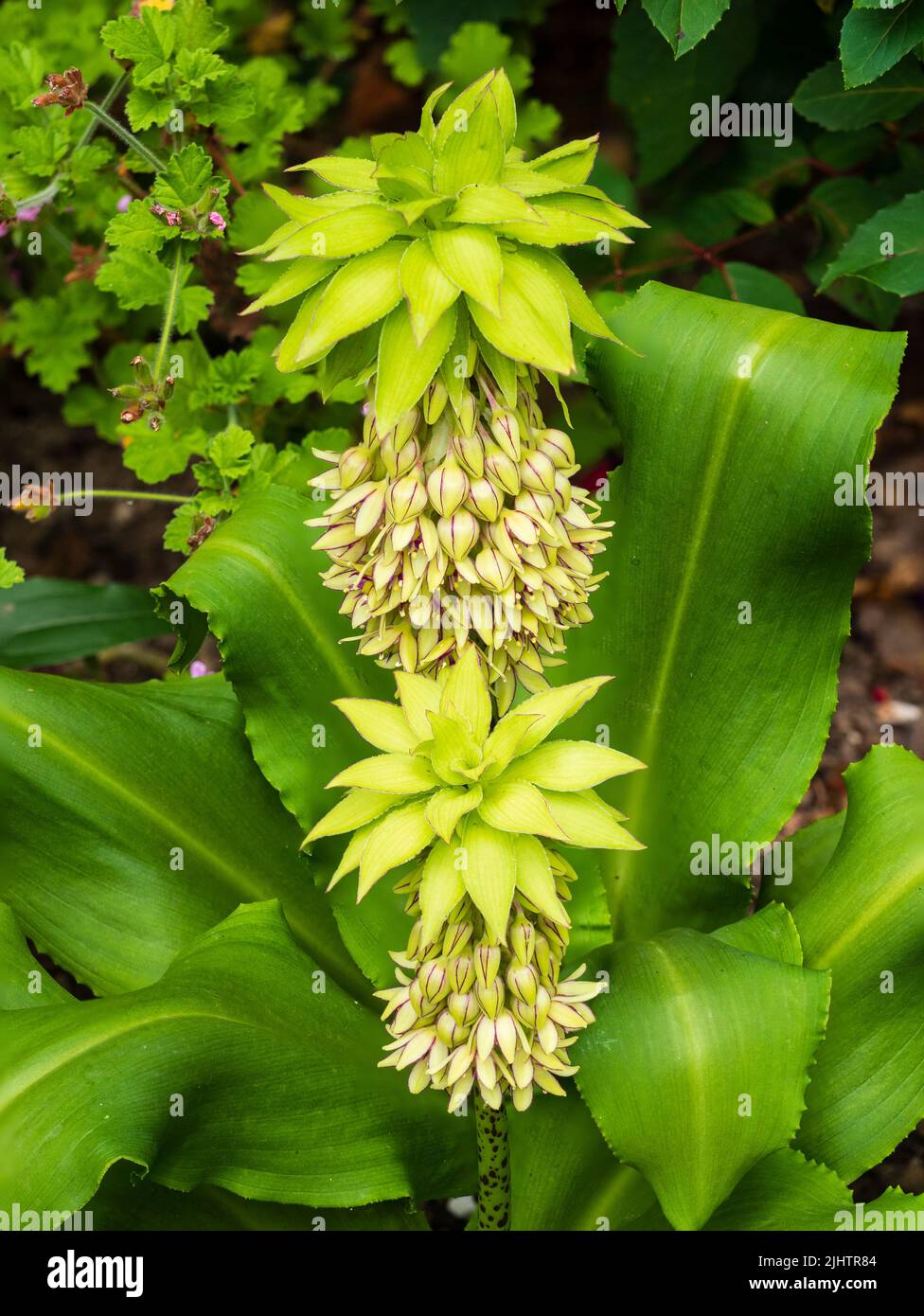 Pointes de l'exotique, moitié robuste ananas bulbe, Eucomis bicolor, montrant les fleurs vertes bordées de rouge et les touffes de feuillage Banque D'Images