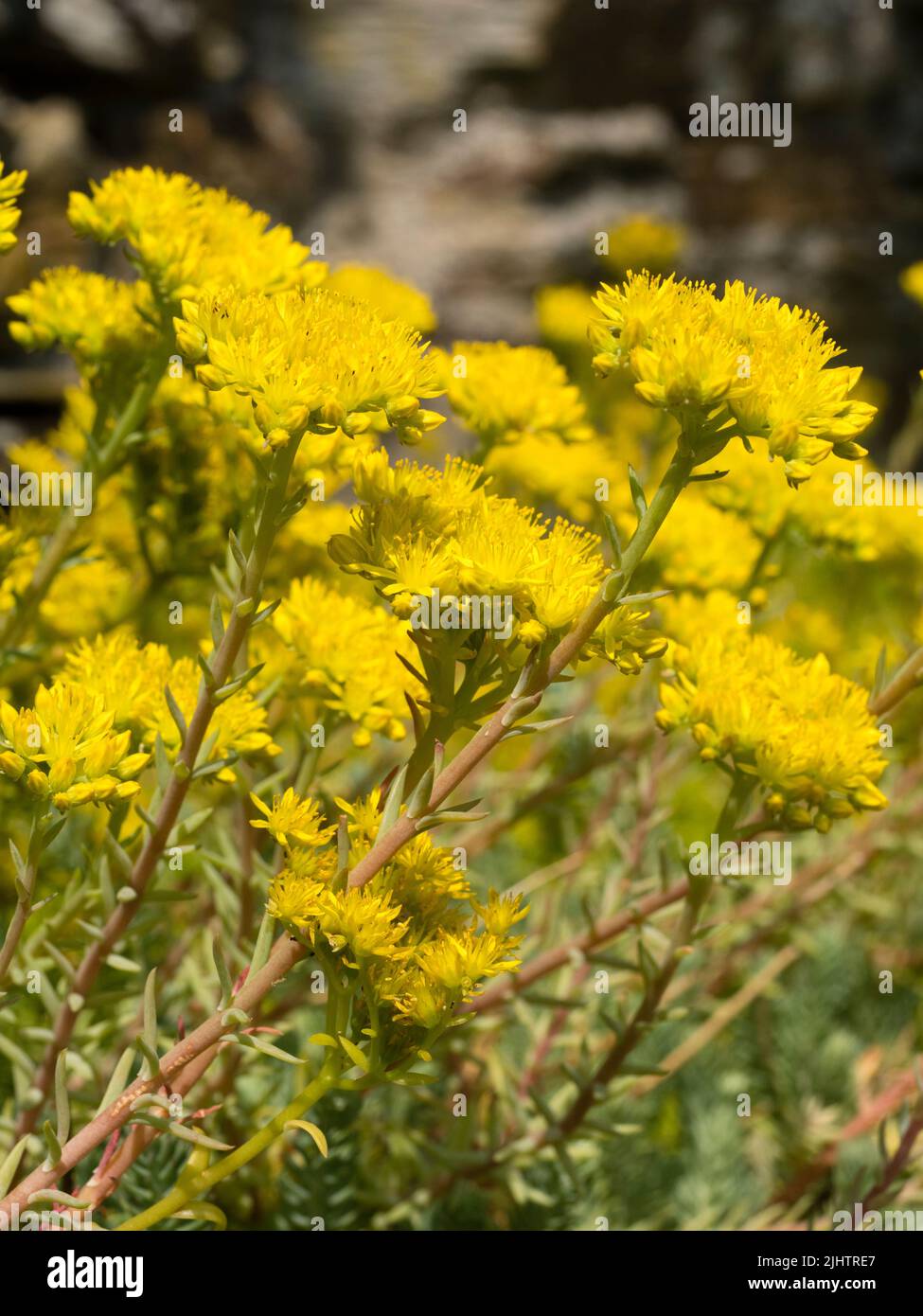 Fleurs jaunes d'été de la moquette, glacous folied endurci succulent, Sedum hispanicum 'Blue Carpet', stonecrop espagnol Banque D'Images