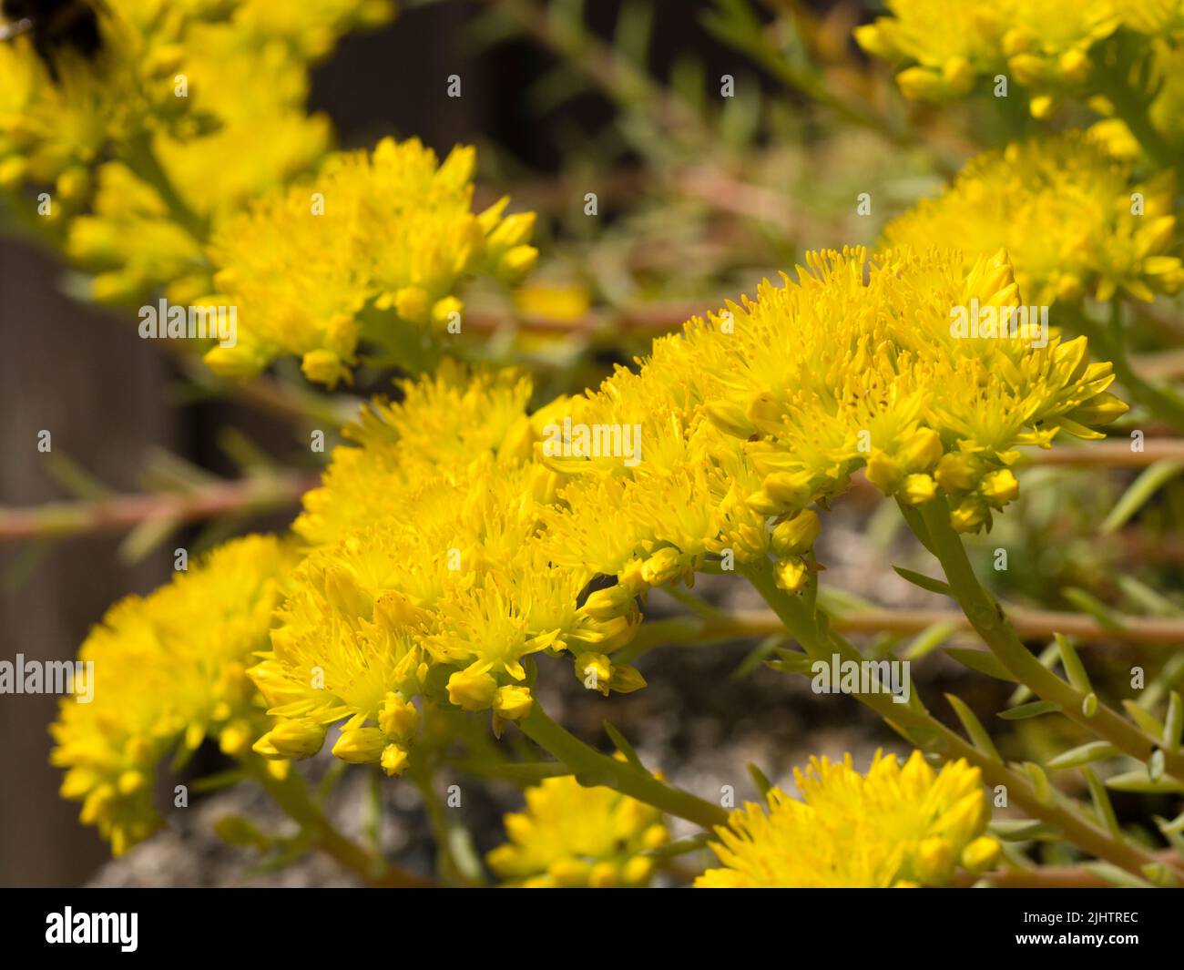 Fleurs jaunes d'été de la moquette, glacous folied endurci succulent, Sedum hispanicum 'Blue Carpet', stonecrop espagnol Banque D'Images