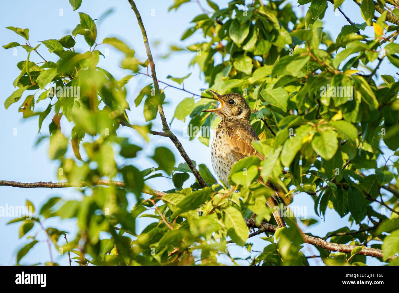 Une chanson de muguet (Turdus philomelos) chantant dans un frêne dans la réserve naturelle des terres agricoles de Beddington à Sutton, Londres. Banque D'Images