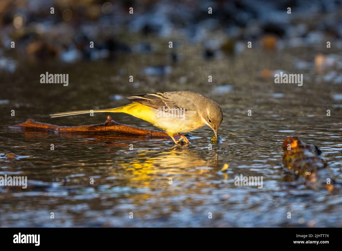 Une queue de cheval grise (Motacilla cinerea) dans la rivière Wandle traversant le parc de Beddington, Sutton, Londres. Banque D'Images