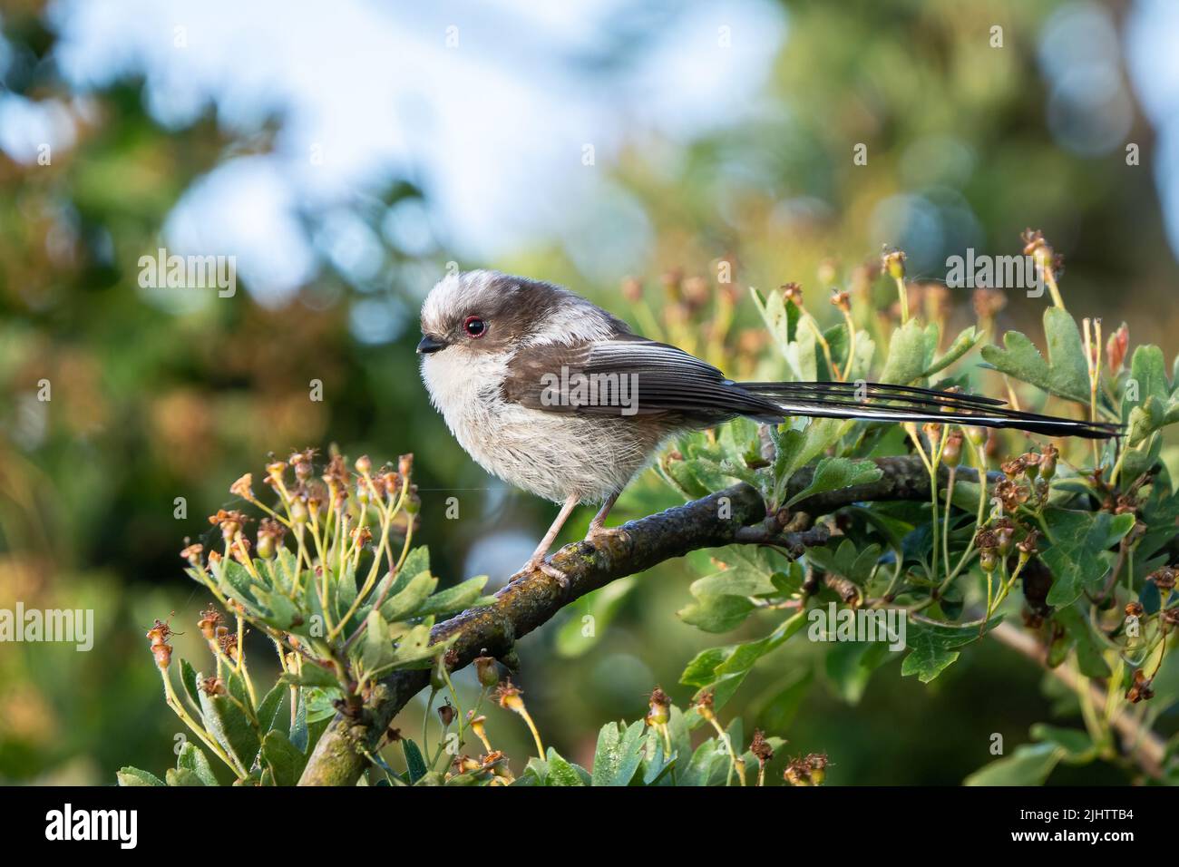 Un jeune tit à queue longue (Aegithalos caudatus) dans la réserve naturelle des terres agricoles de Beddington à Sutton, Londres. Banque D'Images