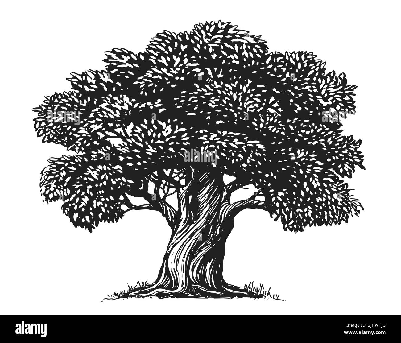 Esquissez l'Olive Tree isolé sur un fond blanc. Illustration dessinée à la main. Style vintage Banque D'Images