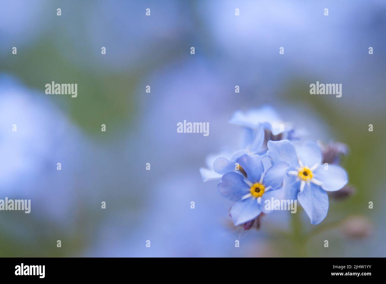 printemps arrière-plan fleurs oubliées-me-pas. faible profondeur de champ, mise au point sélective. fond bleu flou. petites fleurs. Banque D'Images