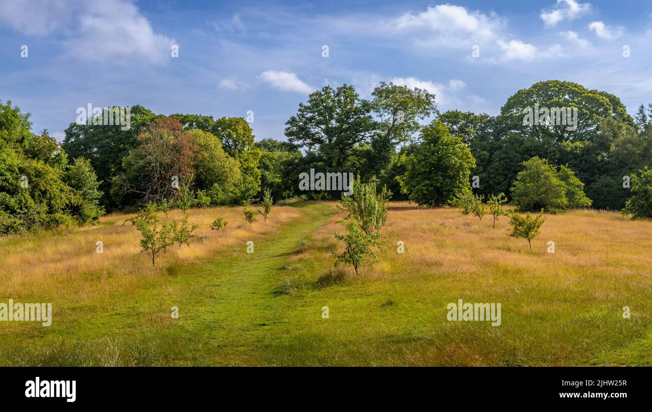 Forêt et espace ouvert dans le parc Morton Stanley, Redditch, Worcestershire. Banque D'Images