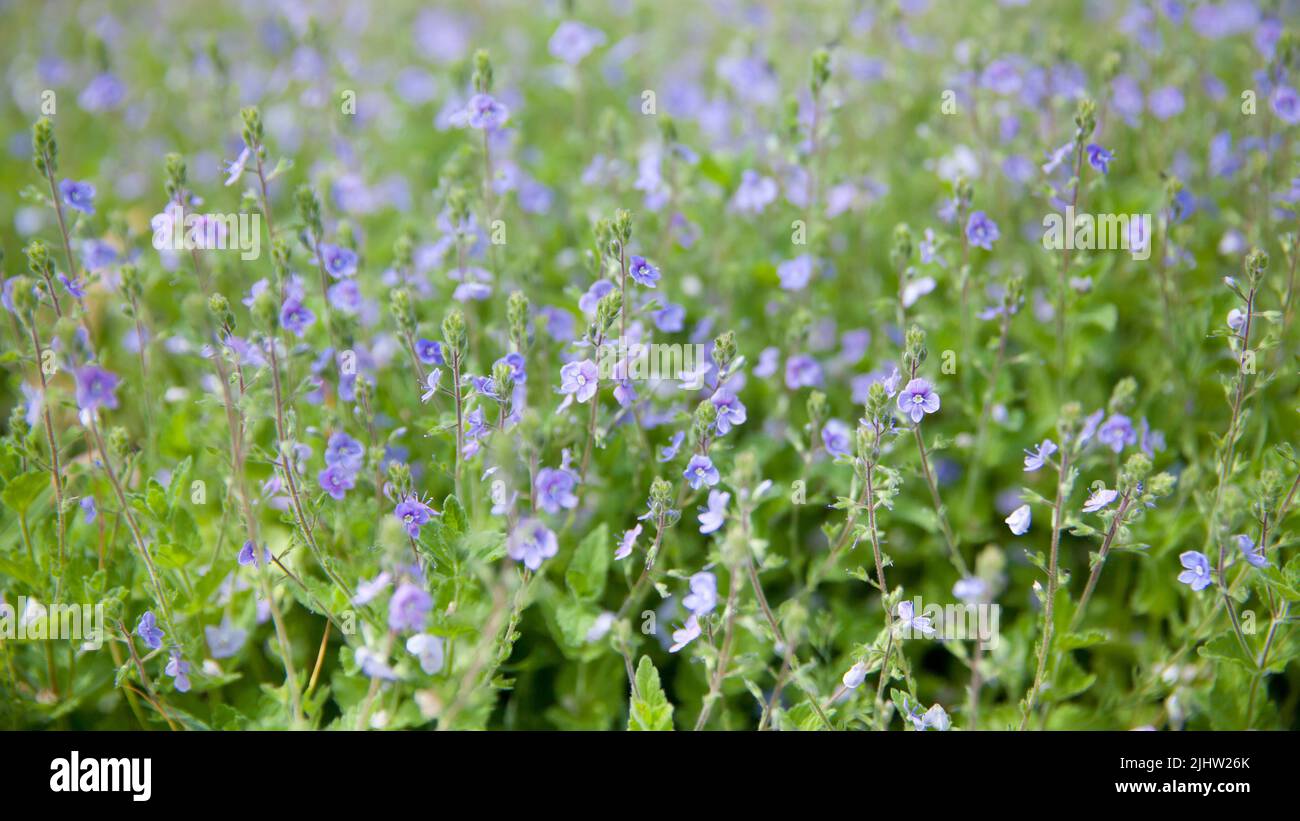 Oubliez pas moi, les fleurs. Petites fleurs bleues d'Forget-me-not sur le fond de l'herbe verte dans un pré dans la forêt de printemps. Alpine Forget-Me-Not du Banque D'Images