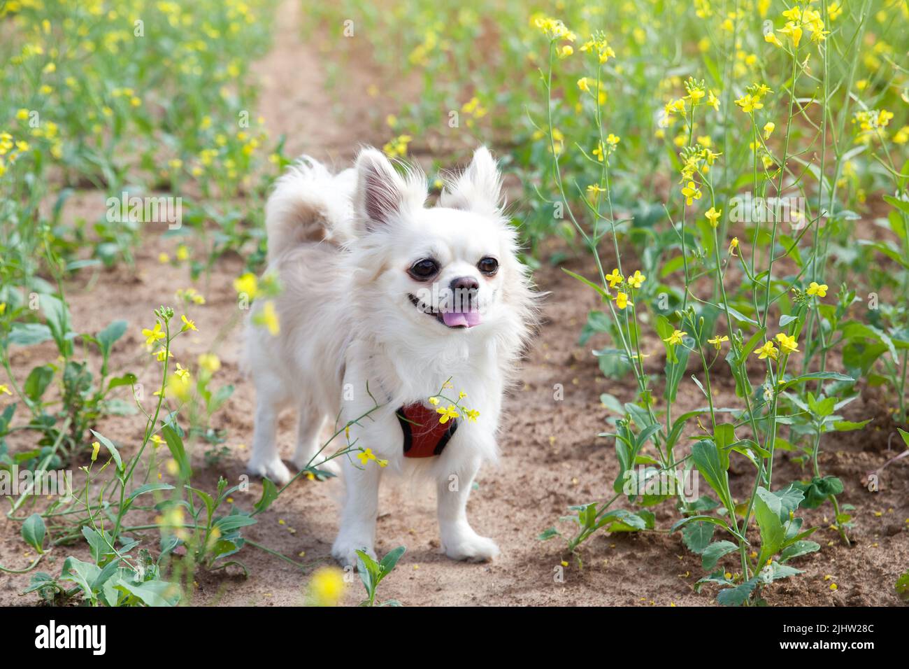 Adorable chihuahua avec un sourire heureux. Chien blanc dans un pré fleuri. Animaux de compagnie à pied. Banque D'Images