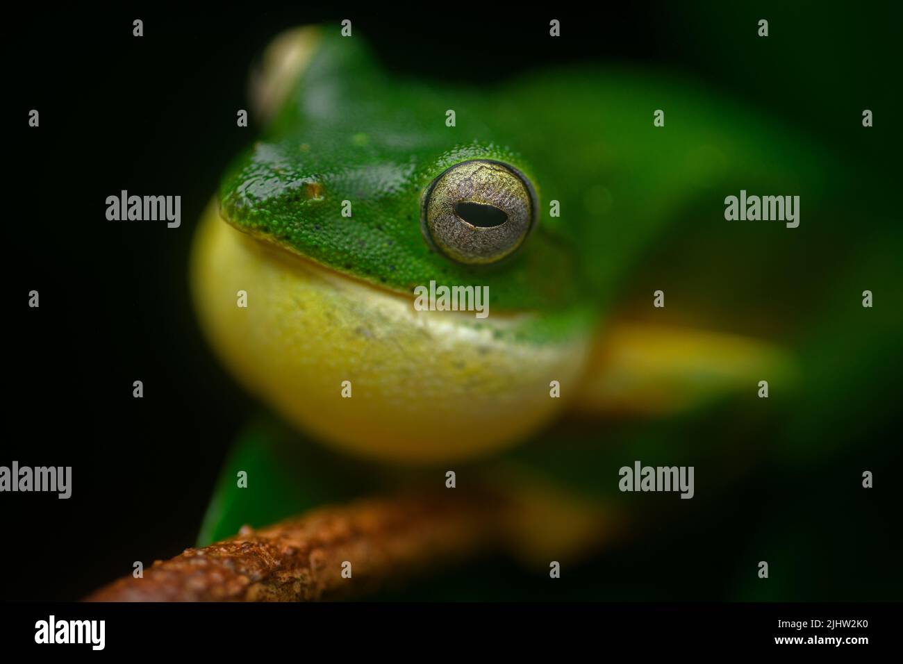 MALABAR planeur grenouille mâle appelant pour un compagnon sur une nuit de mousson Banque D'Images