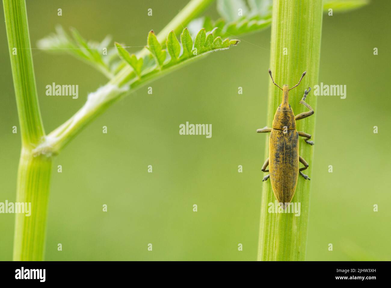 Gros plan de Lixus paraplecticus, une espèce de coléoptère appartenant à la famille des Curculionidae. Tourné en Europe du Nord. Banque D'Images