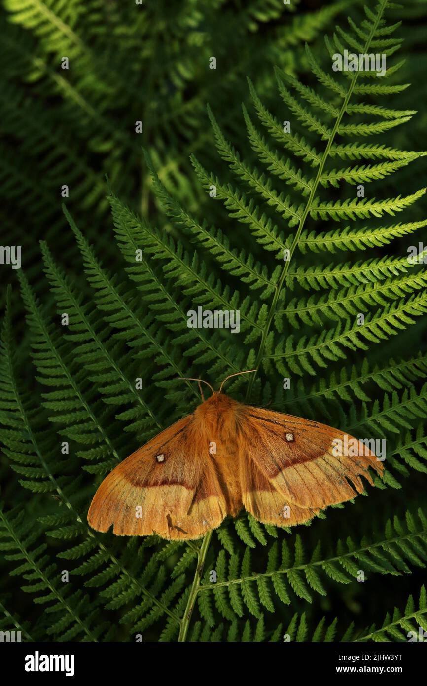 Un grand papillon européen, le Oak eggar sur une fougères dans une forêt boréale estonienne estivale Banque D'Images