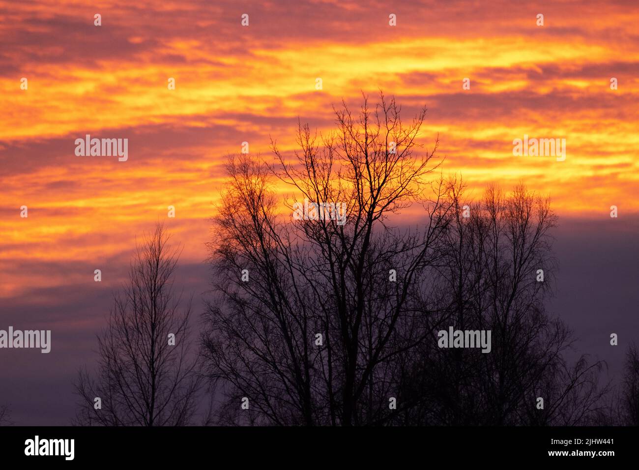 Des nuages colorés après le coucher du soleil lors d'une soirée d'hiver en Estonie Banque D'Images