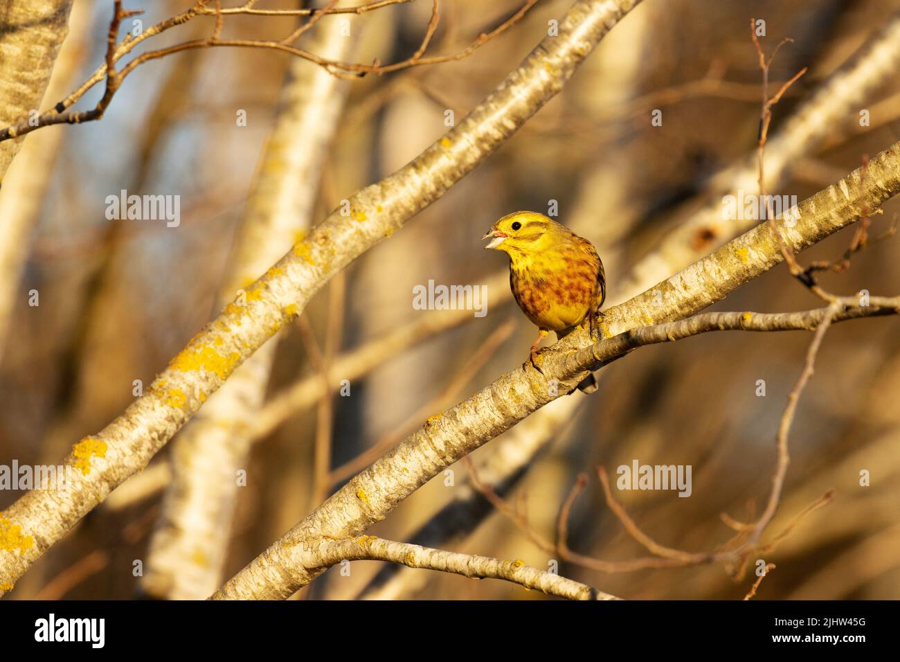 Homme coloré Yellowhammer, Emberiza citrinella perchée et chantant au début d'une soirée de printemps en Estonie, en Europe du Nord Banque D'Images