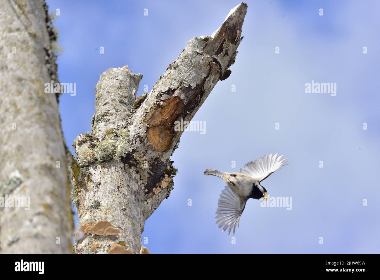 Chickadee dos châtaignier laissant la cavité du nid Banque D'Images