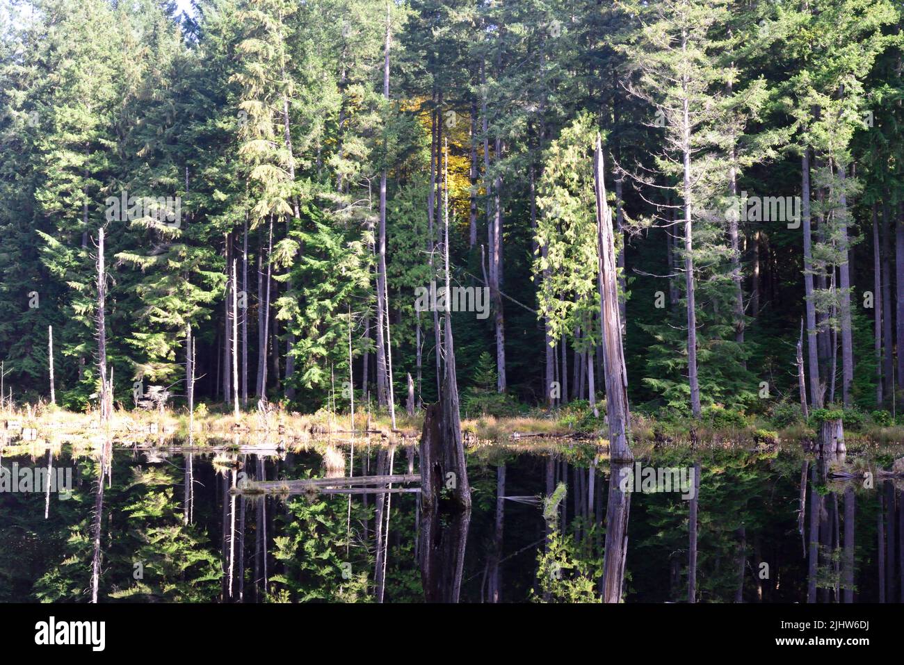 Tourbière dans le bassin de Redmond. Banque D'Images