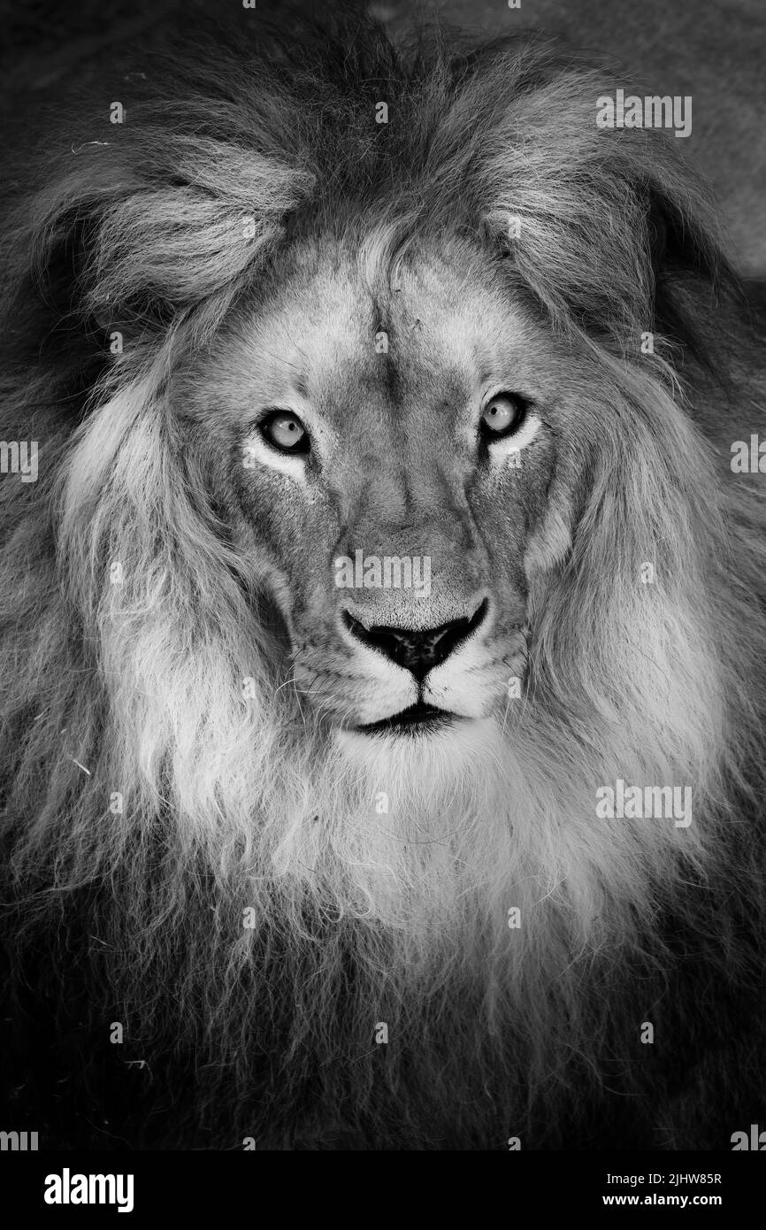 Lion africain (Panthera leo) magnifique portrait du roi de la jungle, un lion africain puissant. Banque D'Images