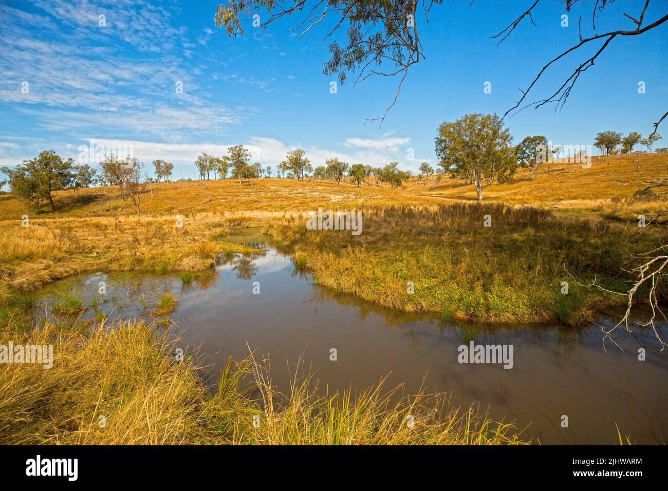 Paysage rural australien avec des herbes dorées et des gommiers épars hemming creek au pied de collines vallonnées sous le ciel bleu Banque D'Images