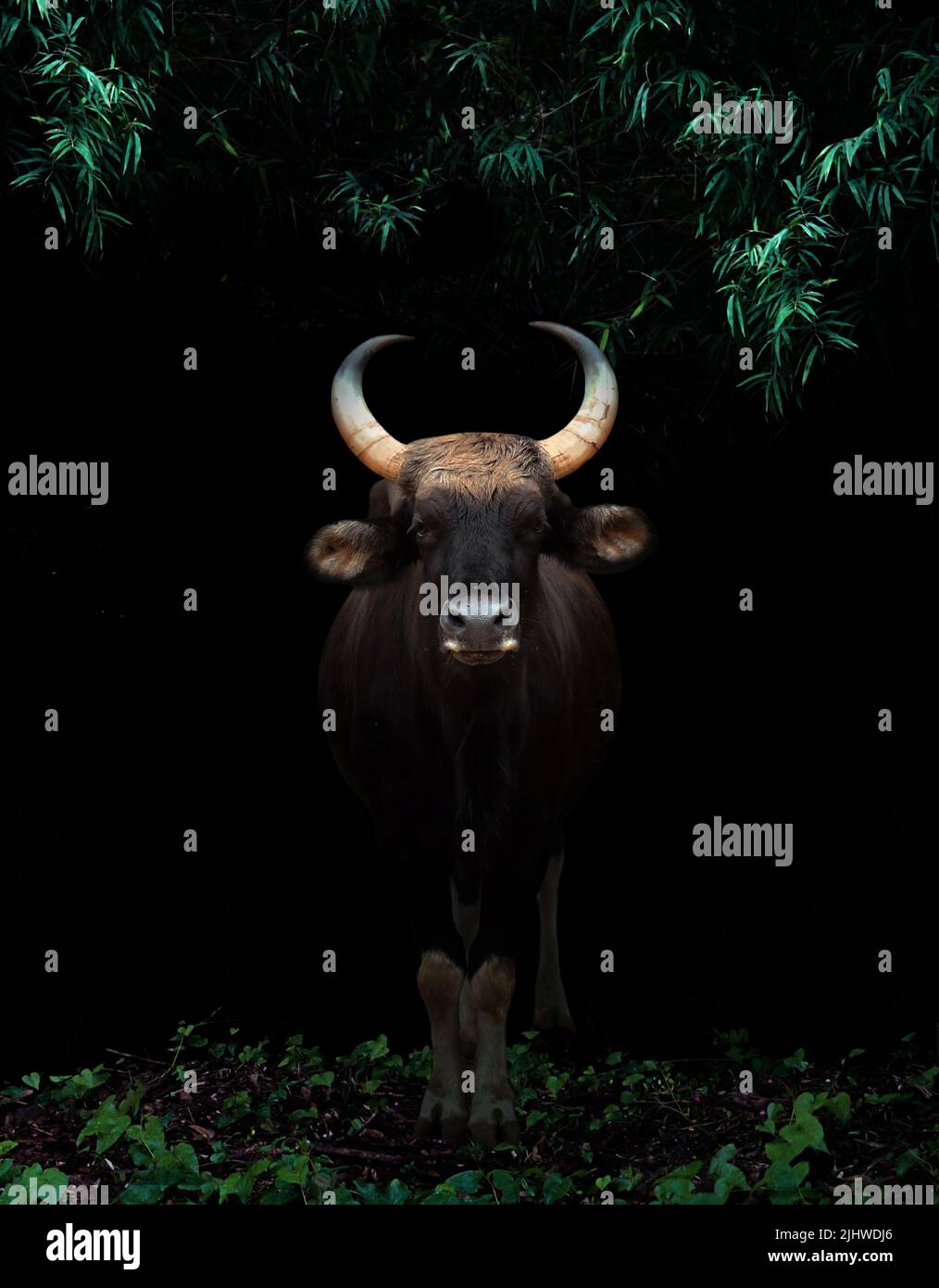 gaur debout dans la forêt tropicale sombre Banque D'Images