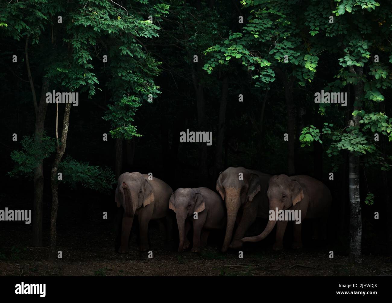 groupe d'éléphants d'asie dans la forêt tropicale sombre Banque D'Images