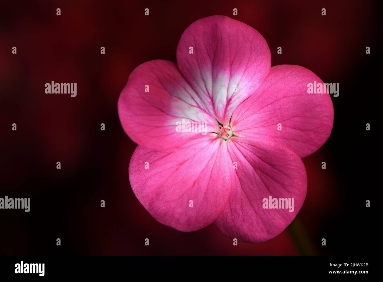 Un gros plan d'une fleur de géranium rose vif - géranium pélargonium x hotorum - dans un éclairage d'ambiance doux et rose foncé ; capturé dans un studio Banque D'Images