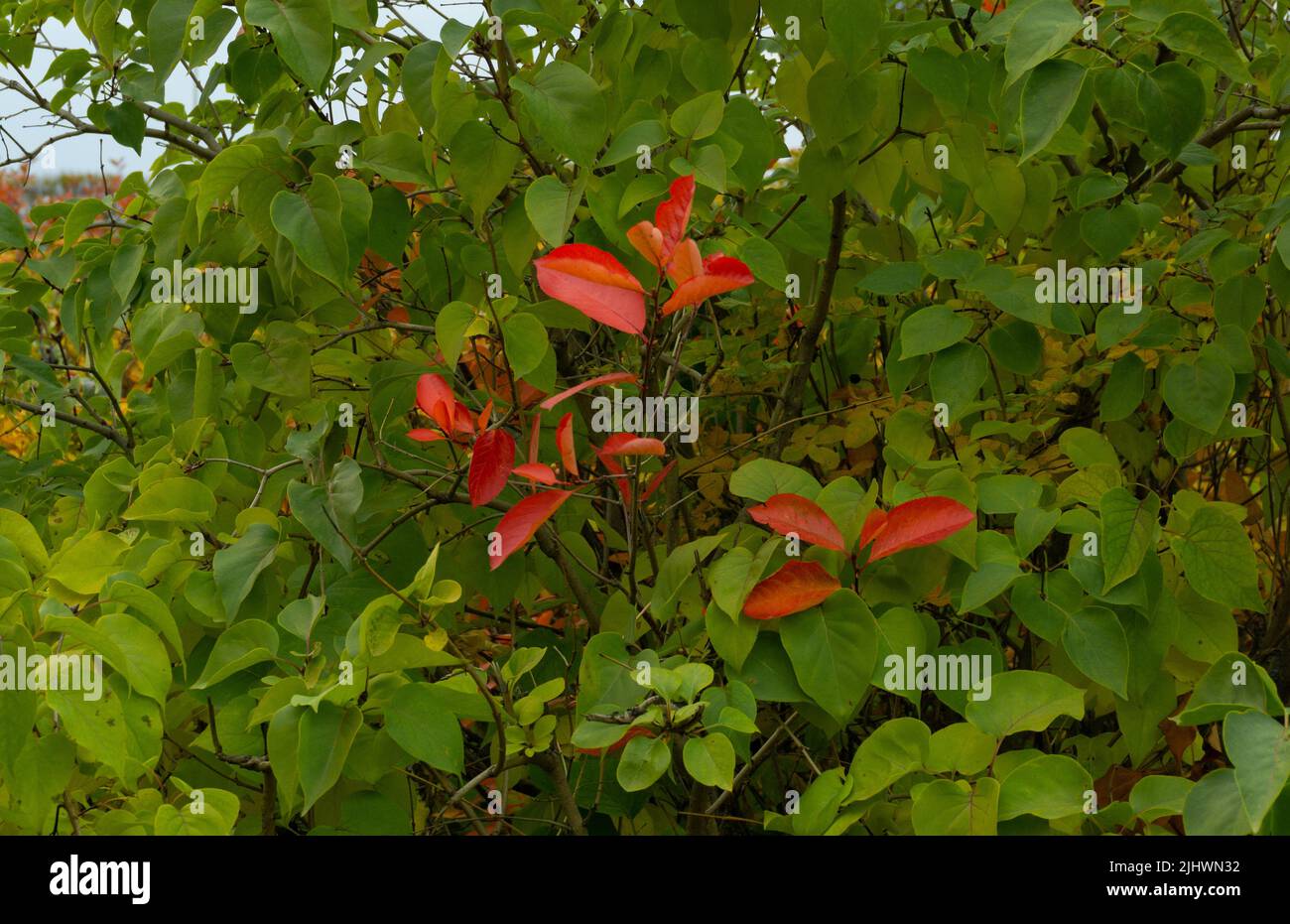 Buisson lilas vert sans fleurs et feuilles rouges d'une autre plante. Banque D'Images