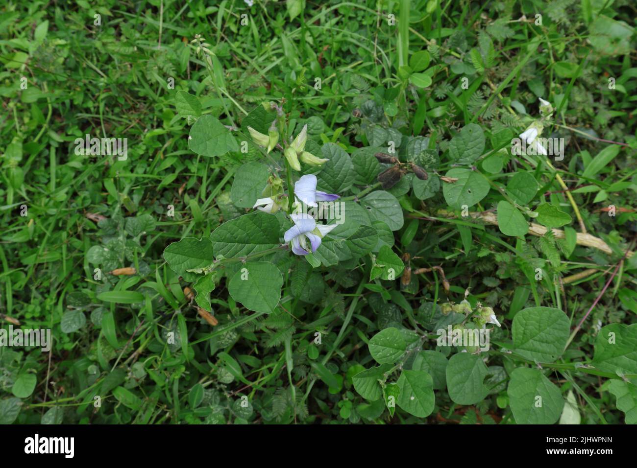 Vue en grand angle d'une plante de Crotalaria verrucosa (Blue Rattlepode) avec des fleurs qui poussent dans une prairie Banque D'Images