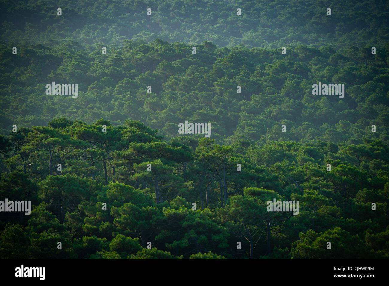 FRANCE, GIRONDE (33) VUE AÉRIENNE DE LA FORÊT DES LANDES DE GASCOGNE PRÈS DE LA DUNE DU PILAT, BASSIN D'ARCACHON Banque D'Images