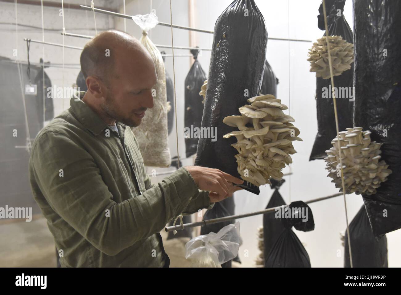 PRODUCTION - 15 juin 2022, Belgique, Brüssel: Stijn Roovers, directeur chez Permamycètes, tient un sac en plastique rempli de Marc de café sur lequel les champignons d'huîtres poussent dans l'appareil photo. La société belge cultive des champignons à l'aide de vieux cafés provenant de cafés à proximité. Les restes peuvent ensuite être utilisés pour fabriquer des panneaux isolants, des abat-jour ou des matériaux d'emballage. (À dpa 'plus que le vieux café - réutilisation créative du café moulu') photo: Daniel Josling/dpa Banque D'Images