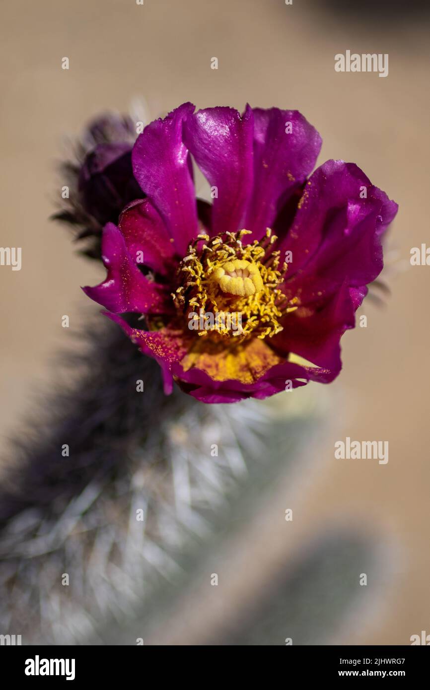 Les cactus fleuret au monument national de Petroglyph, Albuquerque, Nouveau-Mexique Banque D'Images