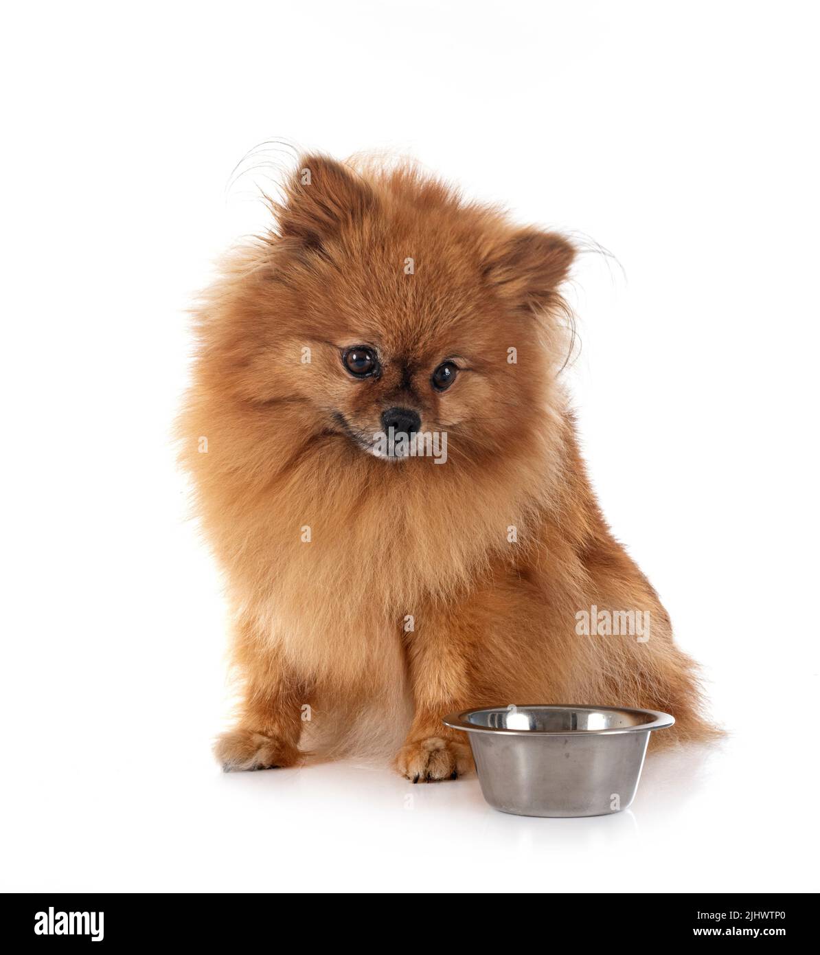 Pomeranian jeunes in front of white background Banque D'Images