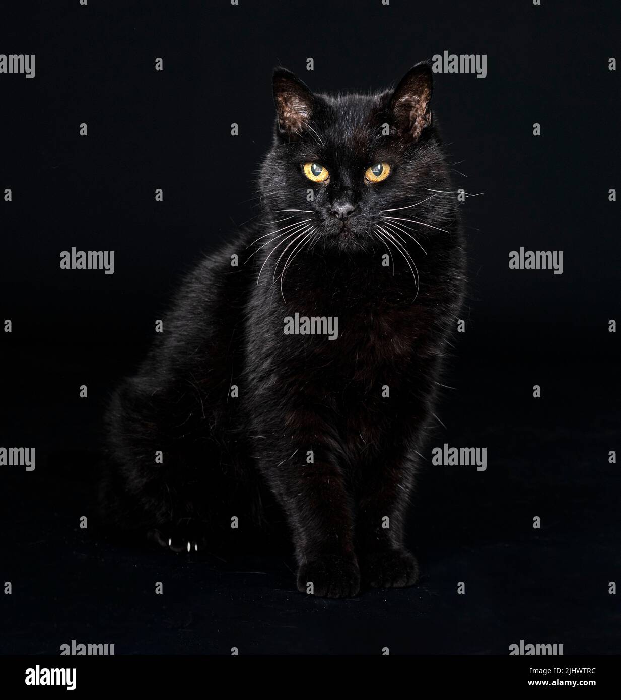 chat noir devant l'arrière-plan noir Banque D'Images