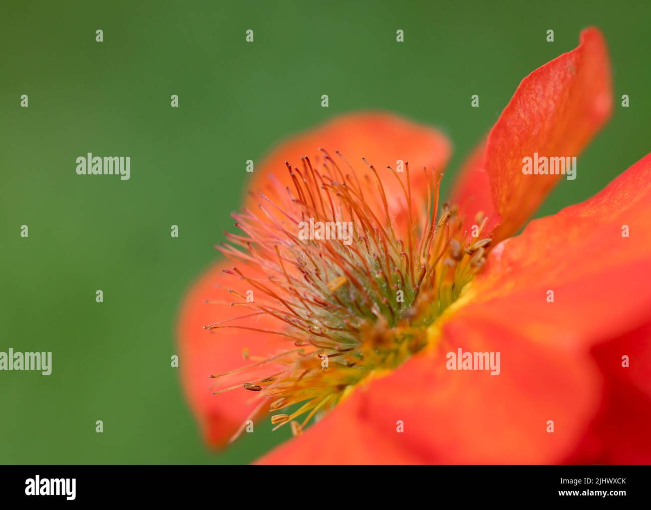 Gros plan sur une fleur de Geum rouge, photographiée sur fond vert Banque D'Images