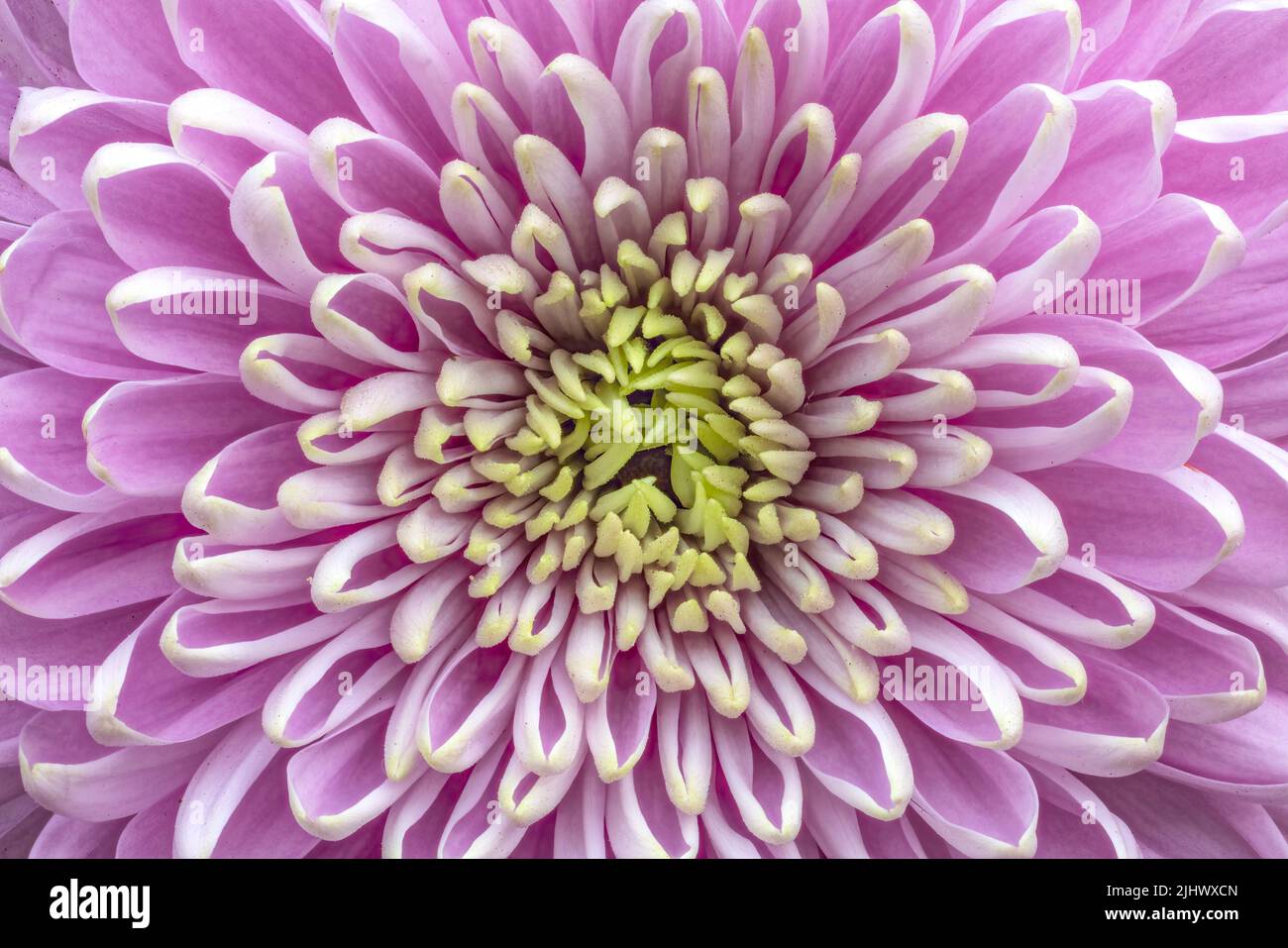 Gros plan sur les pétales d'une belle fleur rose de Chrysanthemum montrant la symétrie presque parfaite Banque D'Images