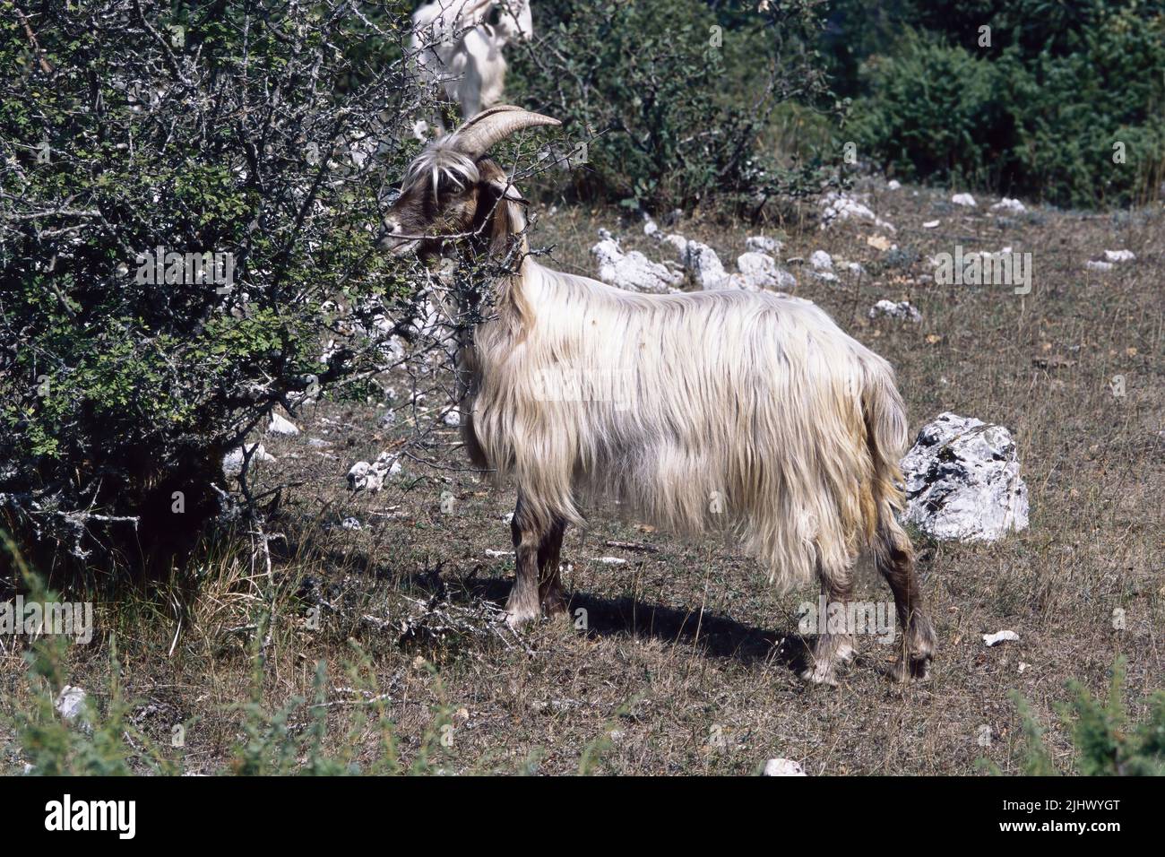 pâturage domestique de chèvre dans une zone boisée vallonnée Banque D'Images