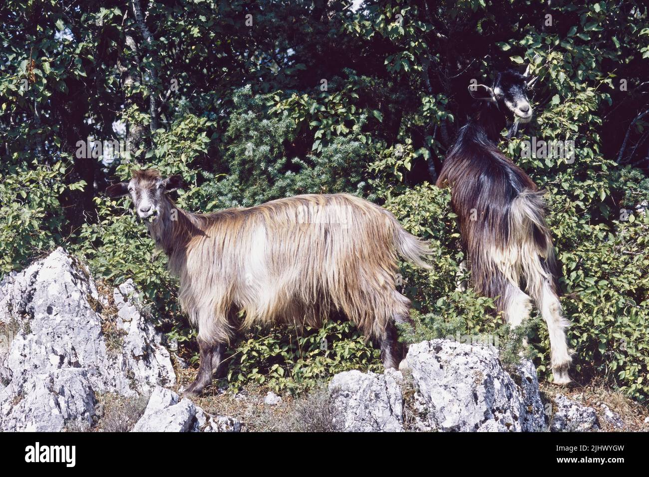 Les chèvres domestiques se broutent dans une zone de montagne boisée Banque D'Images