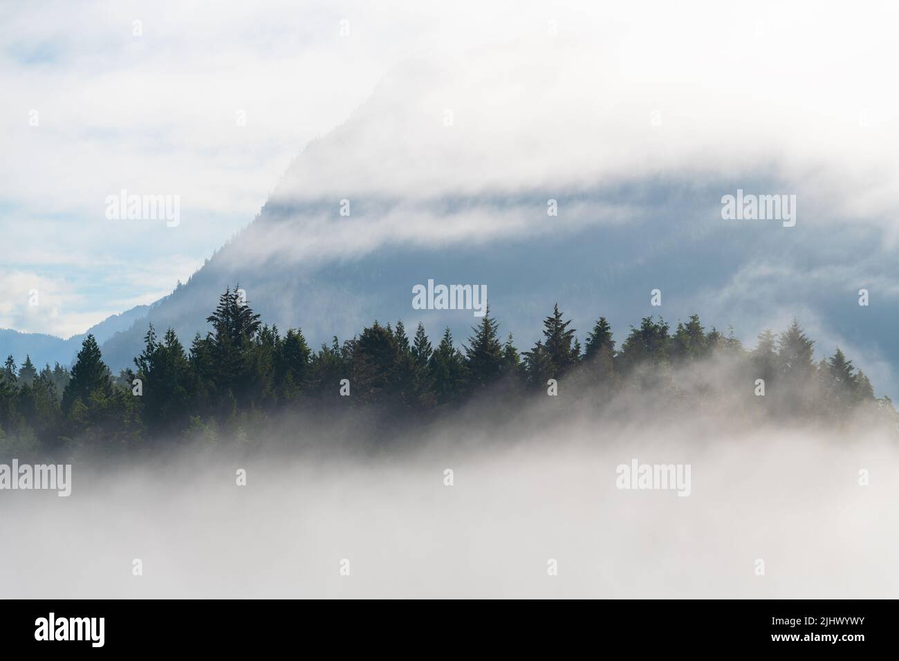 Forêt de cèdres rouges de l'Ouest dans le brouillard de l'île Meares avec un sommet de montagne à cône unique vu de Tofino, île de Vancouver, Colombie-Britannique, Canada. Banque D'Images