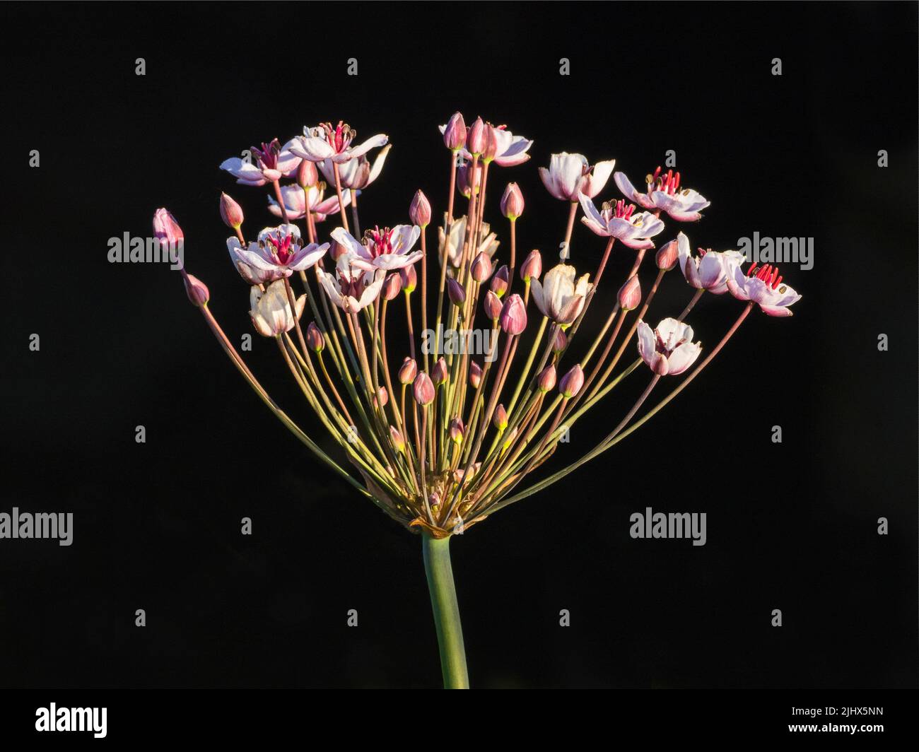 Tête de fleur (Butomus umbellatus), Cambridgeshire, Angleterre Banque D'Images
