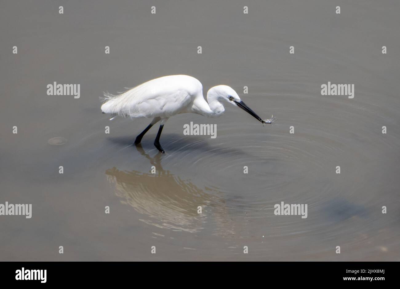 Le héron - petit aigrette (Egretta garzetta) tient un crabe dans son bec, en Thaïlande Banque D'Images
